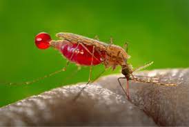 Malaria Innovations